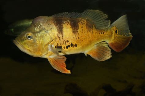 皇冠三間飼養|眼點麗魚:眼點麗魚（Cichla ocellaris）又稱皇冠三間、孔雀 